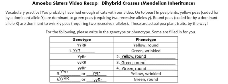 Amoeba sister video recap dihybrid crosses-example-1