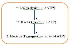 Compare the 3 stages of cellular respiration in terms of how much ATP is produced-example-1