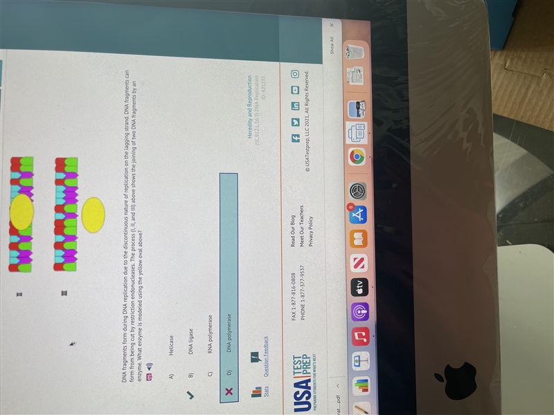 DNA fragments form during DNA replication due to the discontinuous nature of replication-example-1