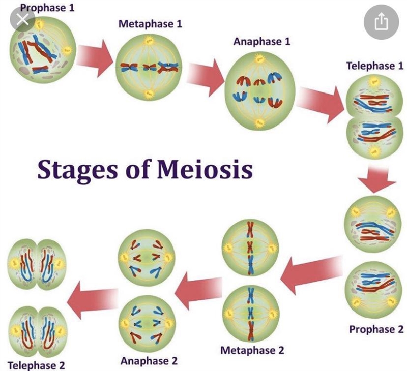 IDENTIFY THE PHASES OF MEIOSIS: OP CROSS-example-1