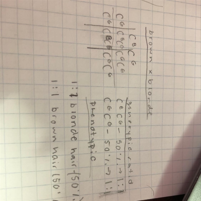 USE PAPER TO MAKE YOUR PUNNETT SQUARE. In humans, black hair is incompletely dominant-example-1