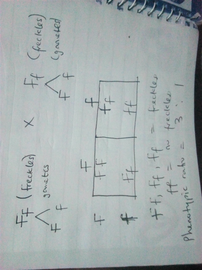 Parents that are heterozygous for having freckles (dominant) are crossed. What represents-example-1