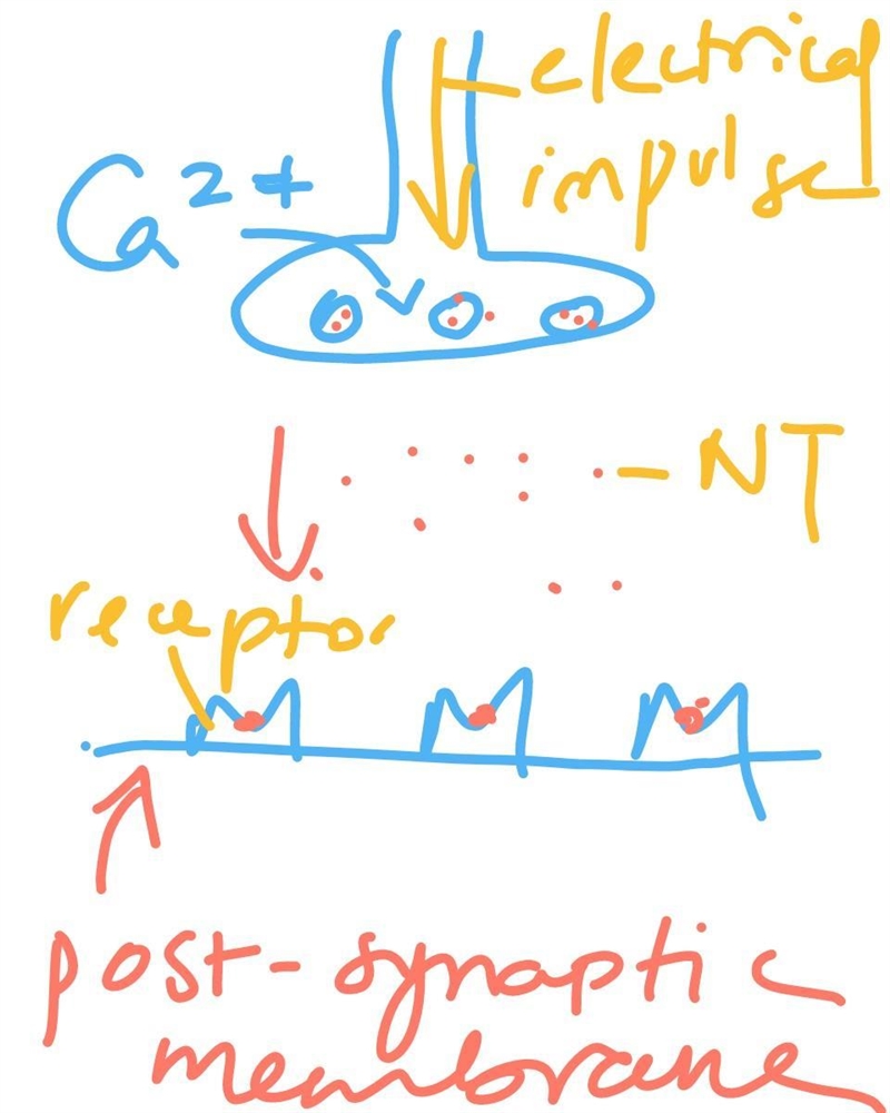 At the axon tips, electrical signals change to a chemical form, allowing the messages-example-1