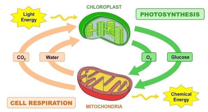 Help! Which statement best describes the difference between photosynthesis and cellular-example-1