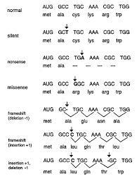 Explain the 3 types of mutations that occur when genes change?-example-2