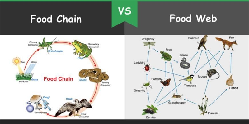 Describe how food chains are related to food webs.-example-4