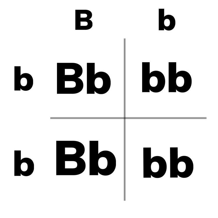 In dogs, black fur (B) is dominant over yellow fur (b). A heterozygous black dog is-example-1