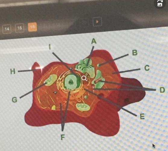 Consider this animal cell. Which organelles are labeled G?-example-1