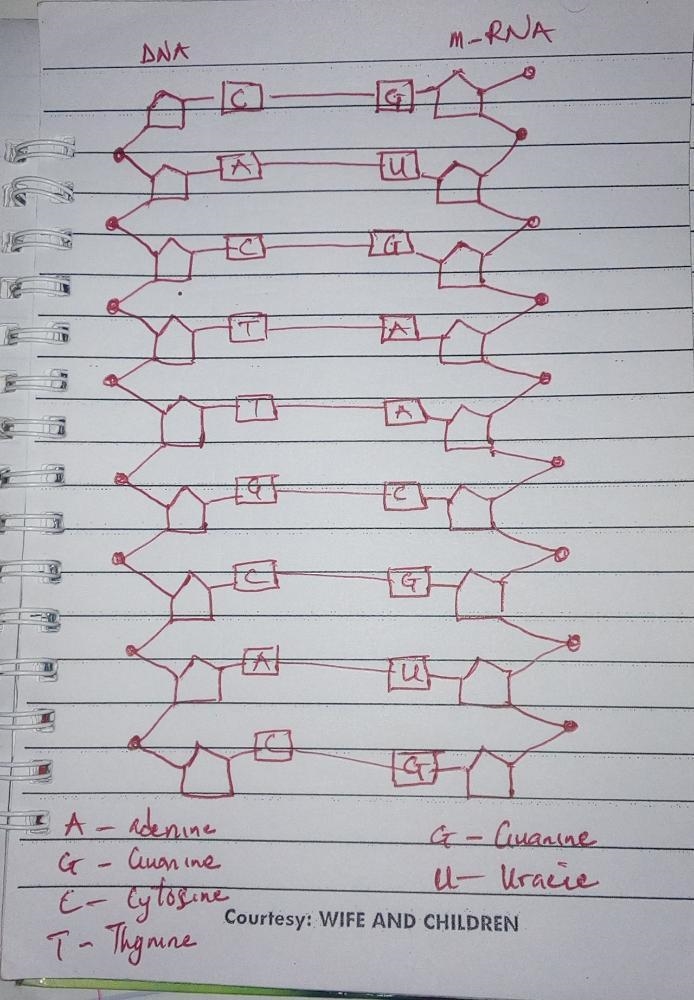 RNA Polymerase ATGCTGCATGA CGGTCAC REC... o CG AC 3 DNA Strands Direction in which-example-2