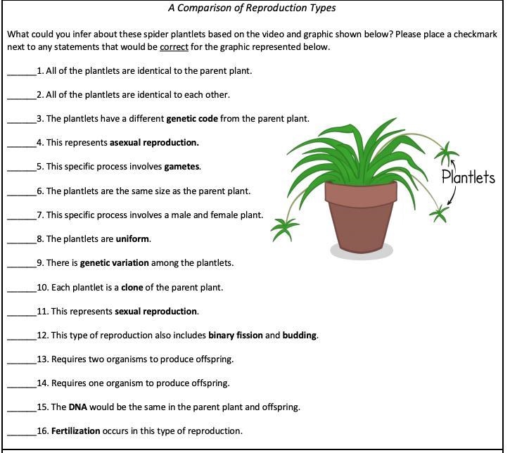 What could you Infer about these spider plantlets based on the video and graphic shown-example-1