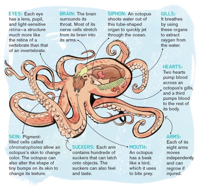 Explain how a octopus body plan and anatomy enables it to perform the essential functions-example-1