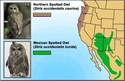 Spotted owls exist in multiple variations. Two species are shown in the image above-example-1