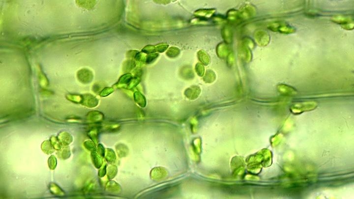 Which pair of structures would provide a positive identification of a plant cell under-example-1