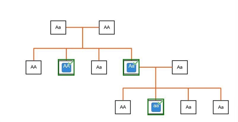 Drag each label to the correct location. Complete the possible outcomes for each generation-example-1