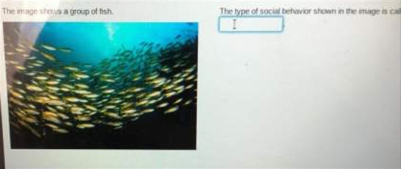 The image shows a group of fish. The type of social behavior shown in the image is-example-1