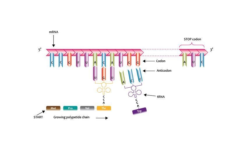 Which two types of RNA pair up using a codon-anticodon link? OtRNA and itself OmRNA-example-1