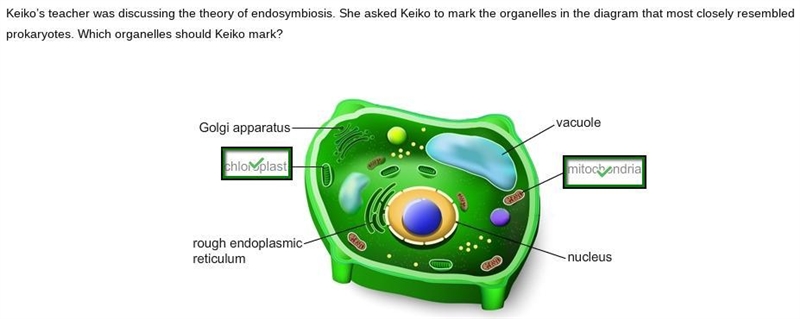 Keiko’s teacher was discussing the theory of endosymbiosis. She asked Keiko to mark-example-1