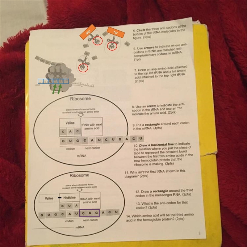 5. Circle the three anti-codons at the bottom of the tRNA molecules in the figure-example-1