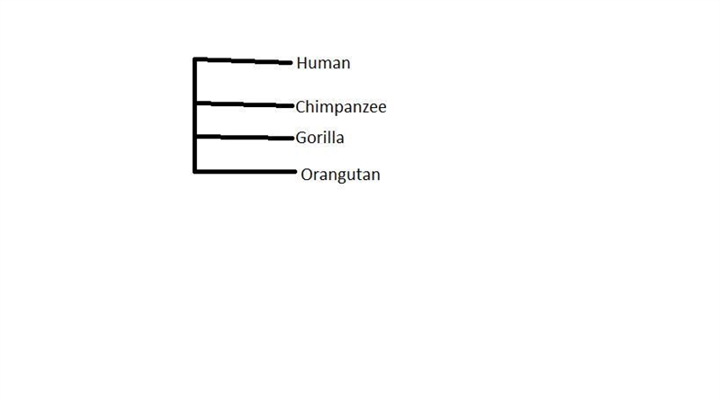 Create a phylogenetic tree with the following animals: human, chip, gorilla, orangutan-example-1