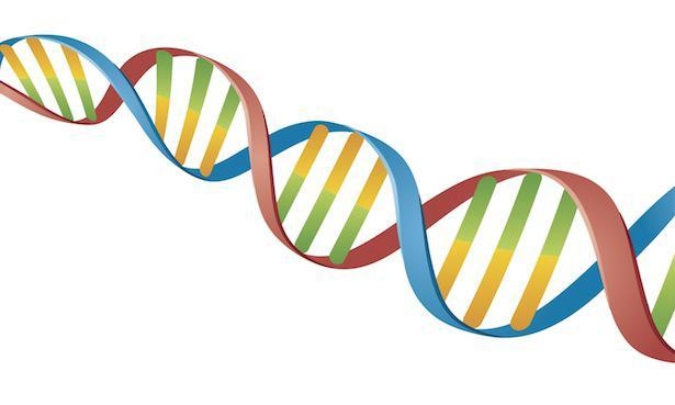 What is the structure of a DNA molecule, and how is it duplicated?-example-1