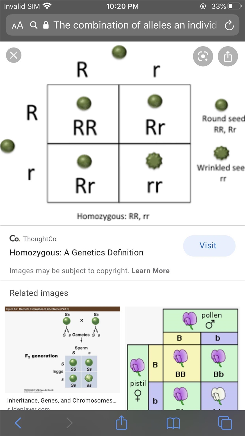 The combination of alleles an individual has is called their: Phenotype Genotype Zygote-example-1