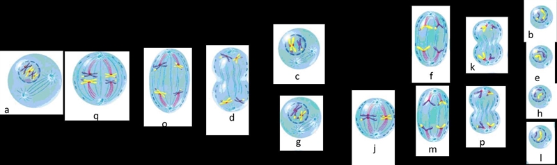 Which stage is which-example-1