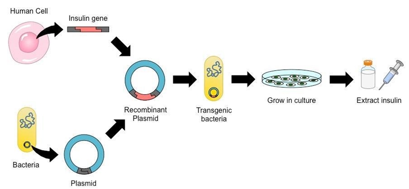 Outline a basic technique used for gene transfer-example-1