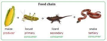 Draw a terrestrial food chain (insert, drawing) that includes four feeding levels-example-1