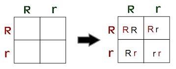 How do u do punnet squares-example-1