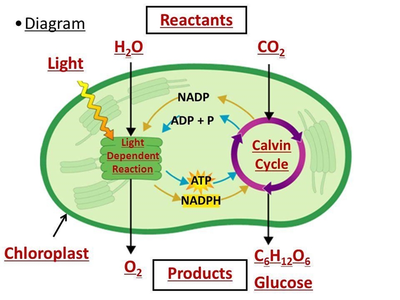 What two products from the light-dependent stage of photosynthesis are used in the-example-1