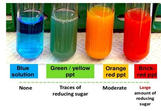 Describe a test to show that a food sample contains glucose MENTION ALL THE TESTTUBES-example-1