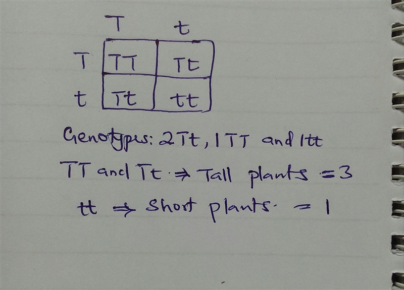 What ratio (dominant:recessive) will you always get when two hybrid organisms are-example-1