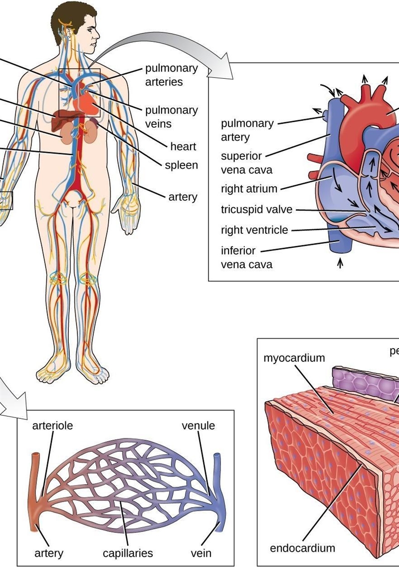 Diagram of circulatory system​-example-1