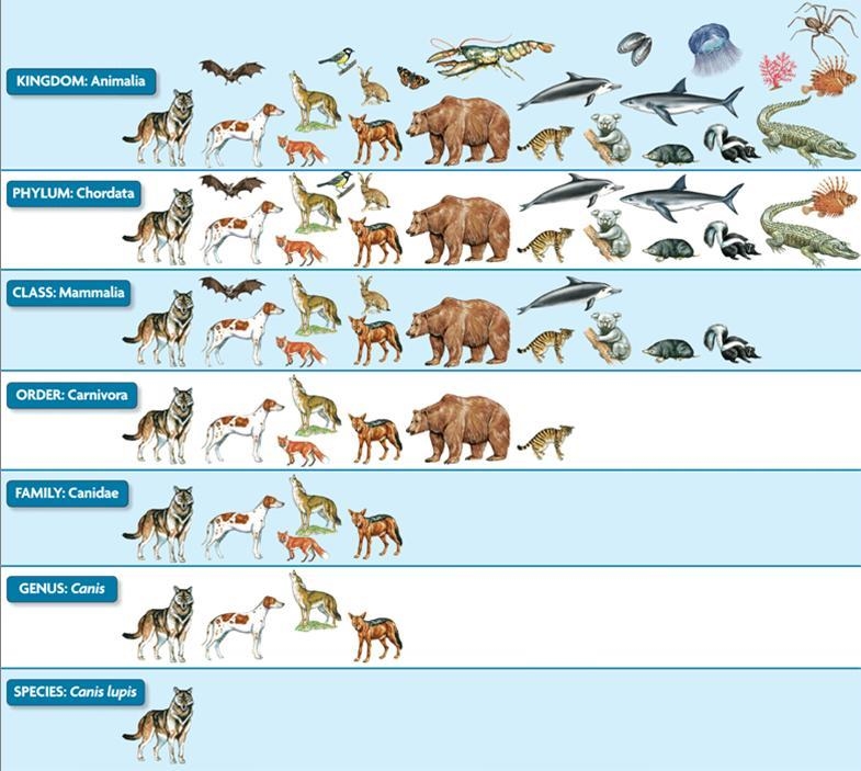 All animals which possess a spine are included in the same _____. phylum class genus-example-1