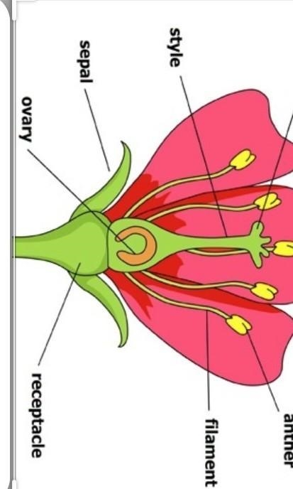 Giving brain liest to whover helps me :)-example-2