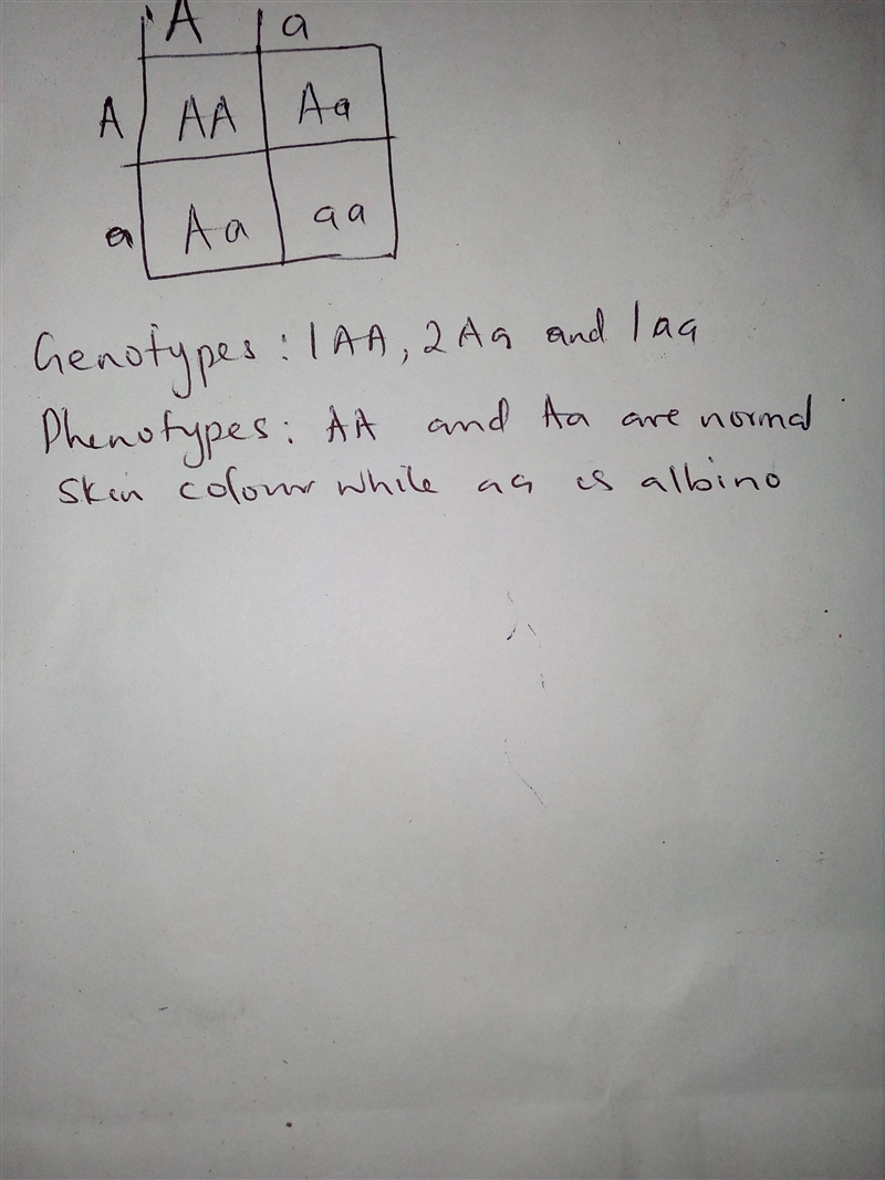 Draw a Punnett square to show how to parents with normal skin color could have an-example-1