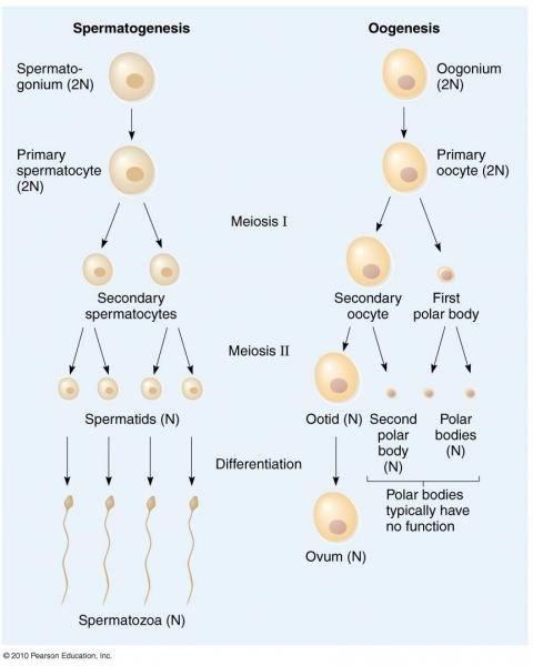 Please help me ! this is meiosis and mitosis-example-1