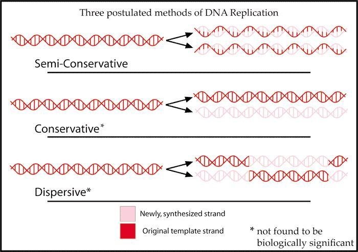 Using the help of the semi concevative replication of DNA, what is the role of a single-example-1