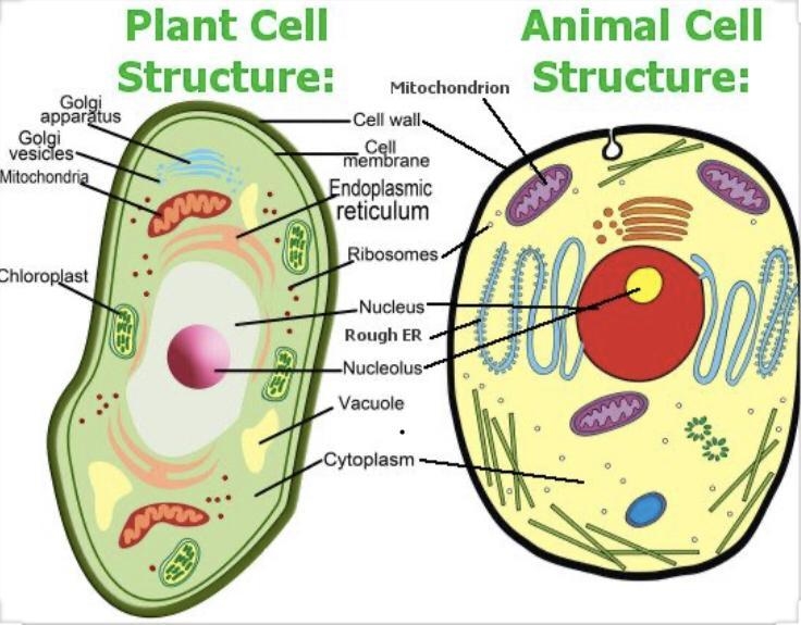 Share diagrams from your notes of a labeled plant and animal cell-example-1