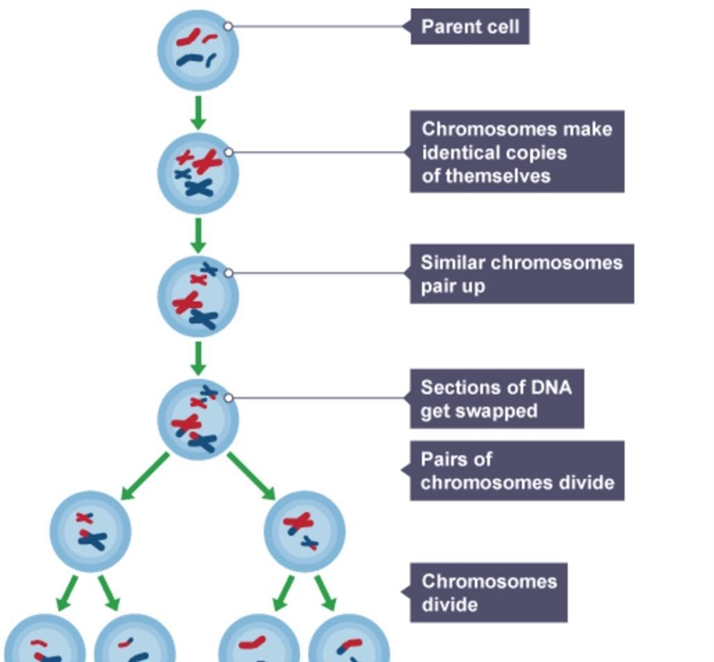 At the end of meiosis 1 how many cells are there-example-1