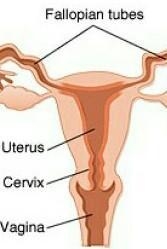 Difen fallopian tube?​-example-1