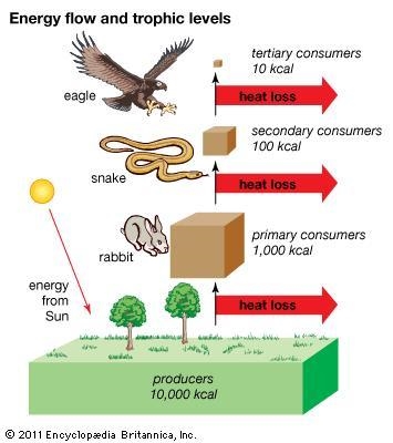 Which of the following BEST describes how energy flows in this ecosystem? A Energy-example-1