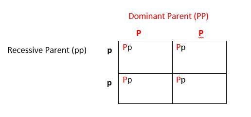 In a certain species of plant, the color purple (P) is dominant to the color white-example-1