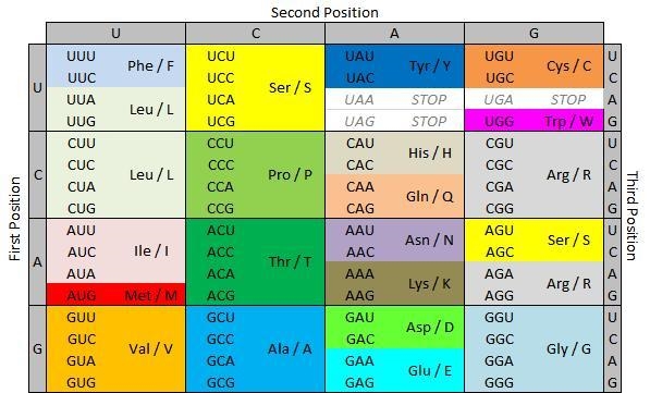 A change in the region labeled y from U C G to U G C would most likely cause-example-1