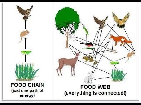 Describe how food chains are related to food webs.-example-3