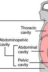 Can I get images of thoracic cavity with define​-example-1