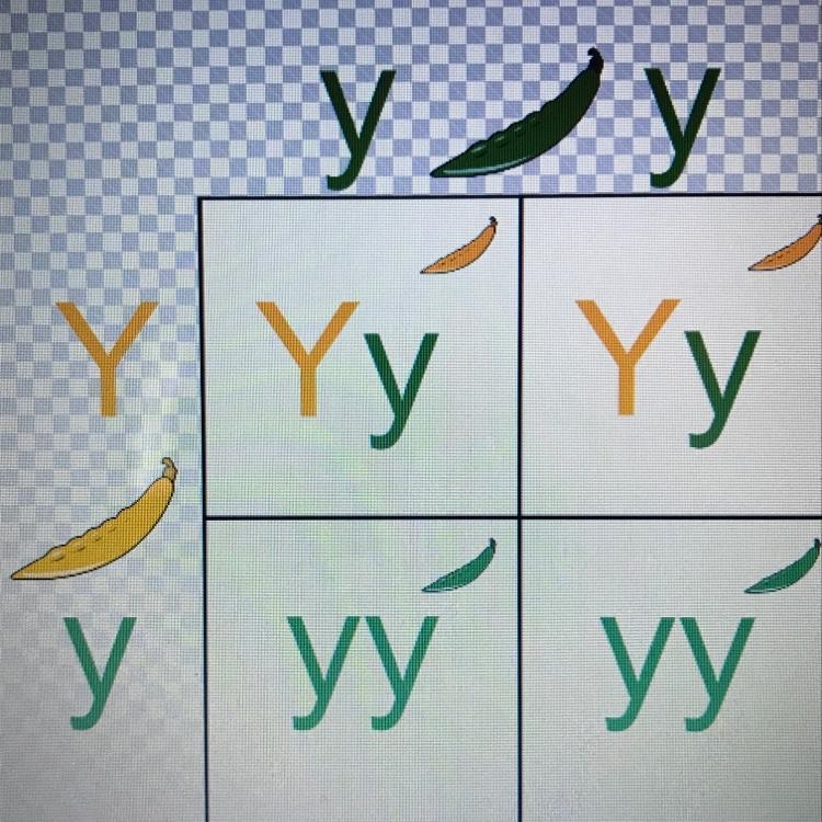 A plant heterozygous for yellow pod color (Yy) is crossed with a plant homozygous-example-1