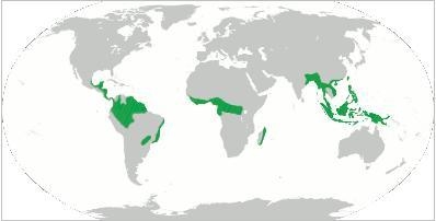 The green areas on the diagram show the worlds rainforest. What can you conclude about-example-1