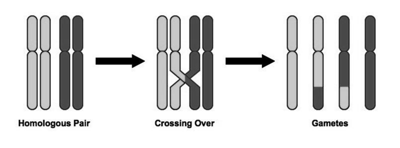 Identify the DNA change shown in the diagram and explain how that change can result-example-1