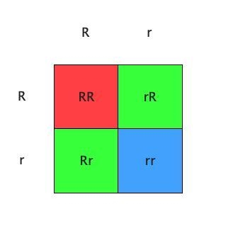 17. Draw a punnett square. White (R) is dominant to grey (r). Cross two plants that-example-1